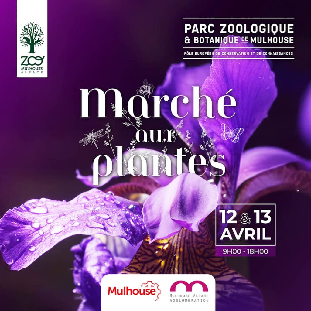 Au marché aux plantes 2025